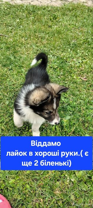 Віддамо безкоштовно лайок