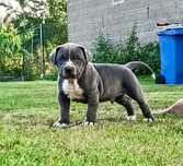 Szczeniaki bandog - cane corso dog argentyński mastino presa tosa