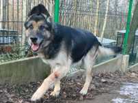 Ares - owczarek niemiecki do adopcji