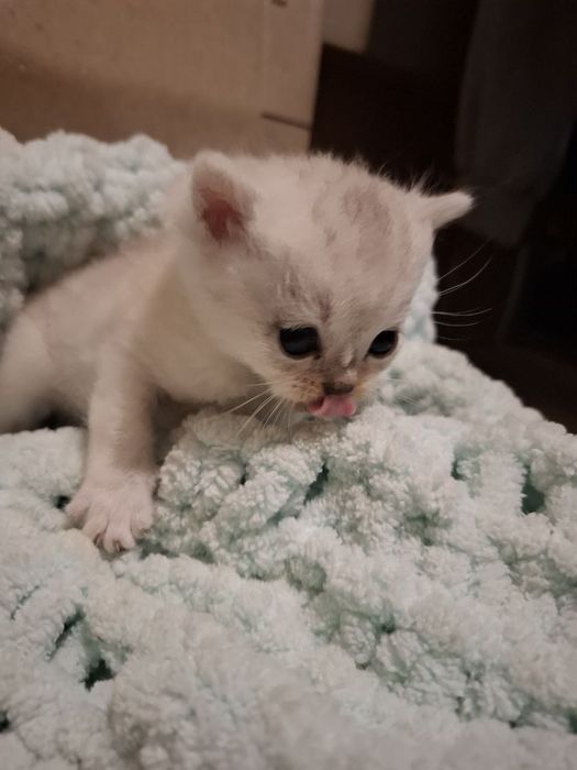 Чистокровная шотландска прямоуха,девочка