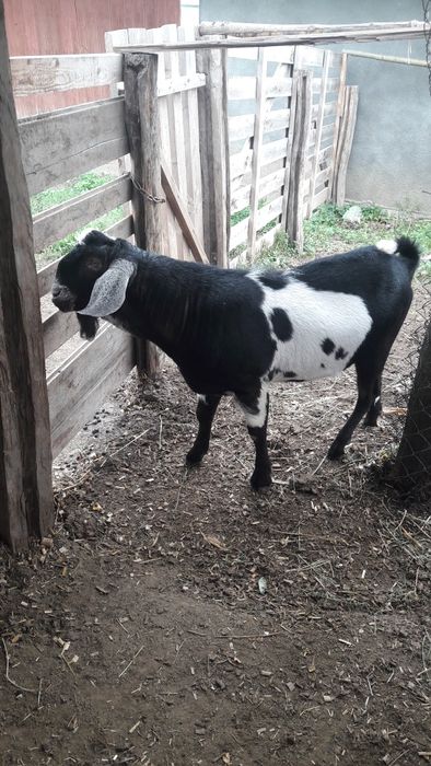 Козлики 100% а/н.