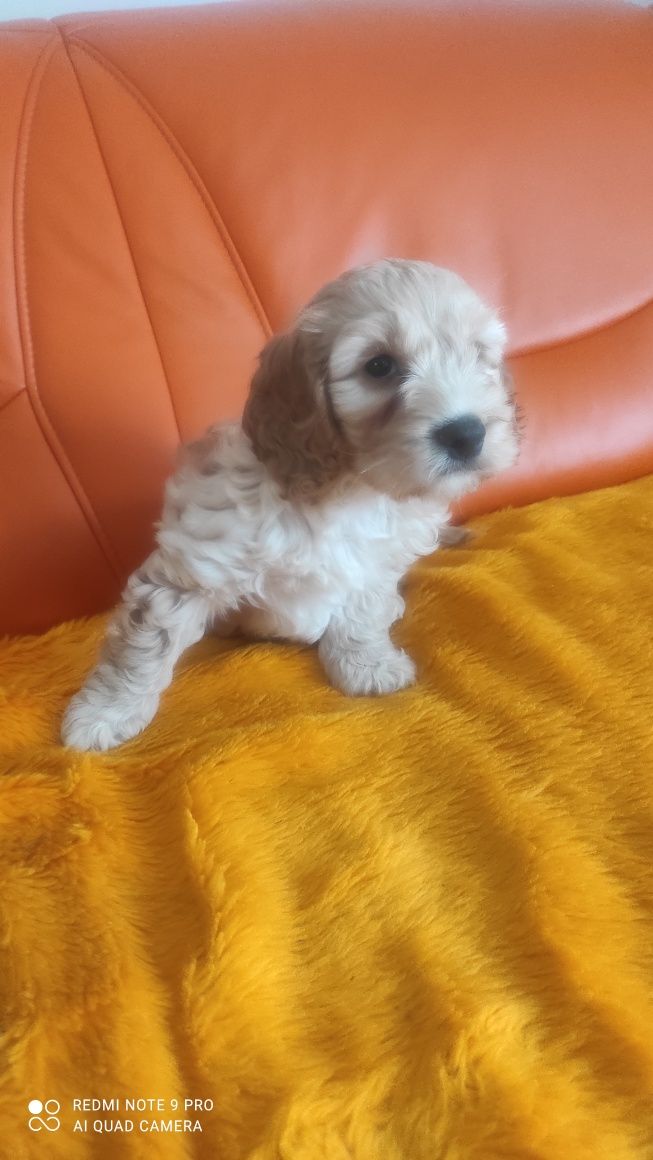 Cockapoo hybryda ras