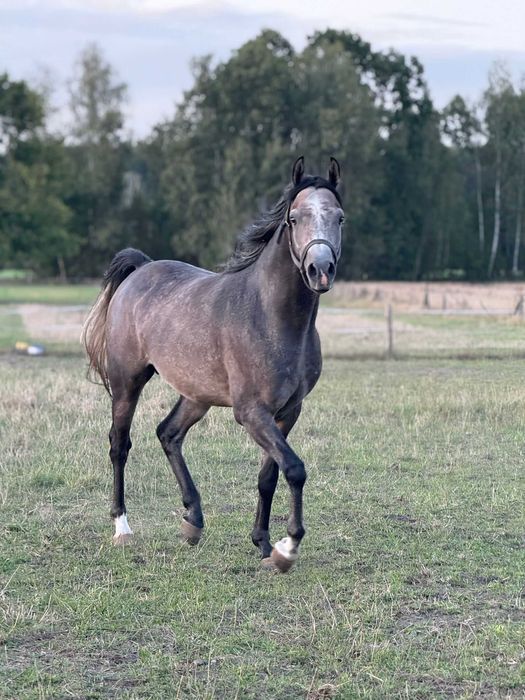 Ogier arabski arab 3, 4 lata gniady siwy