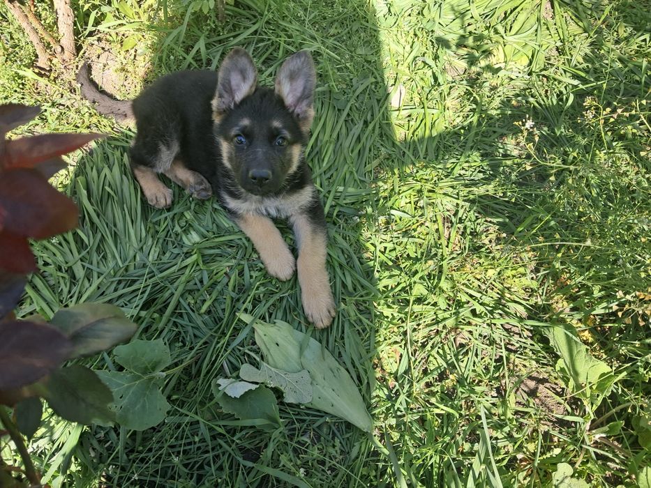 Продам цуценят німецької вівчарки