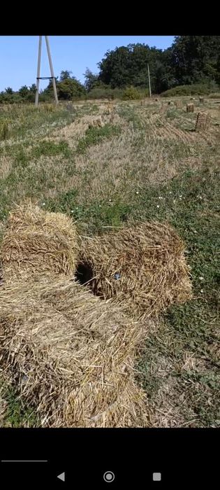 Тюки соломи після ячміня та пшениці