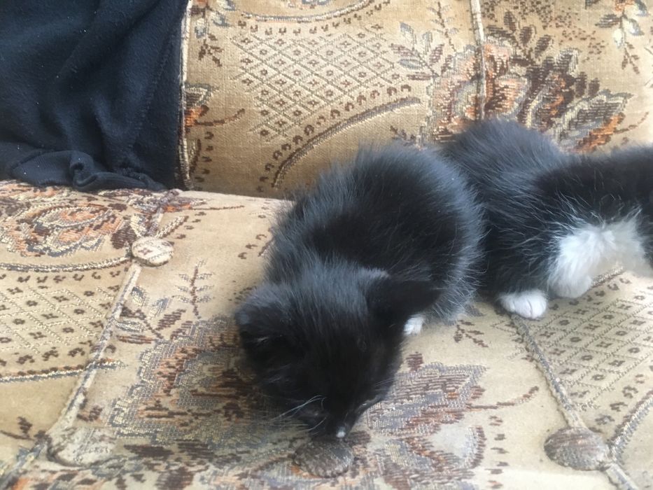 Одам за символічну ціну