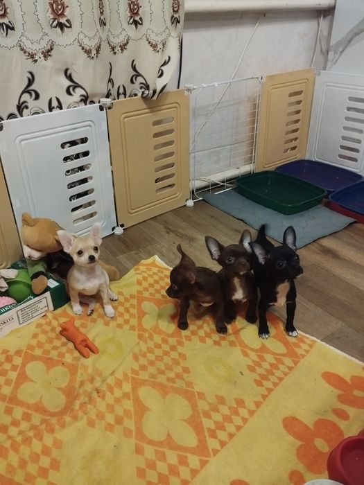 Готовы к продаже щенки породы чихуахуа