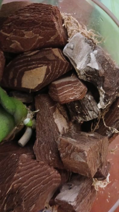 Дітки орхідей продам