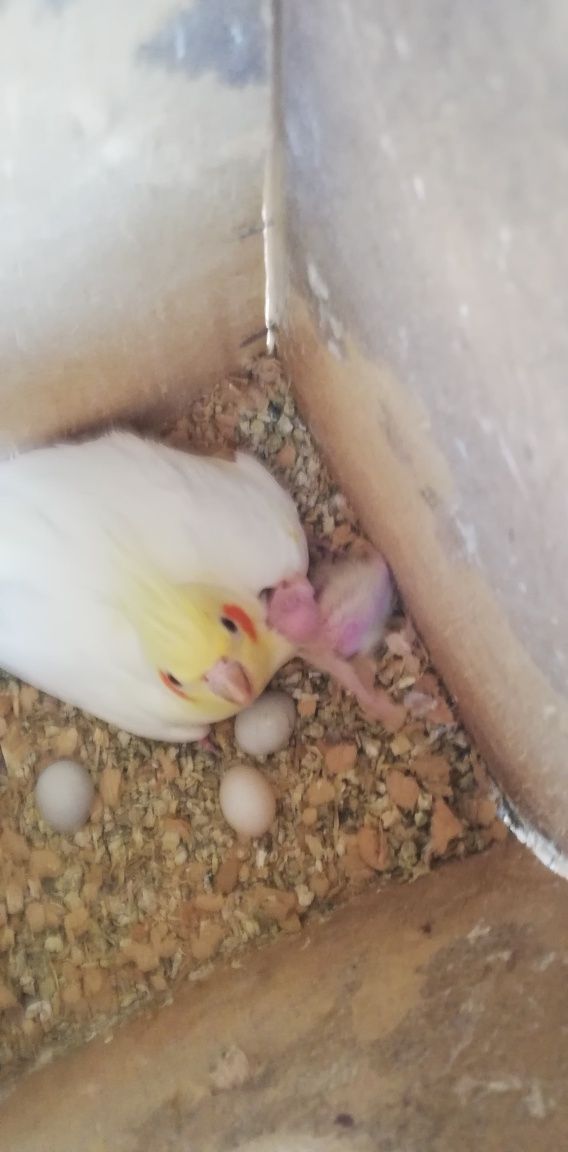 Caturras adultas