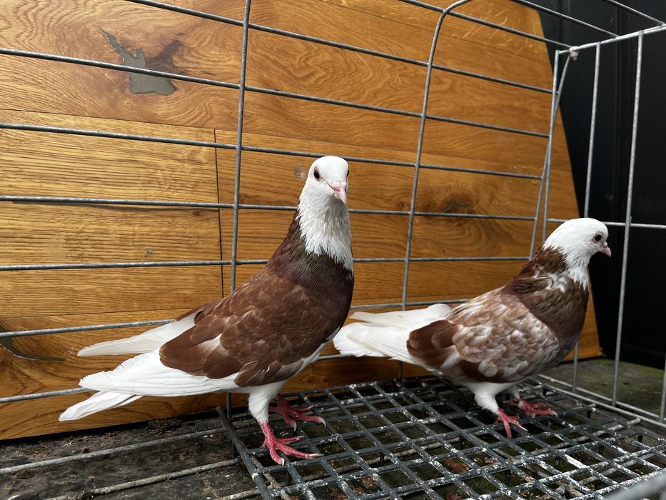 Golebie permskie wysokolotne