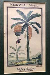 Bananeira. Gravura colorida séc. XIX