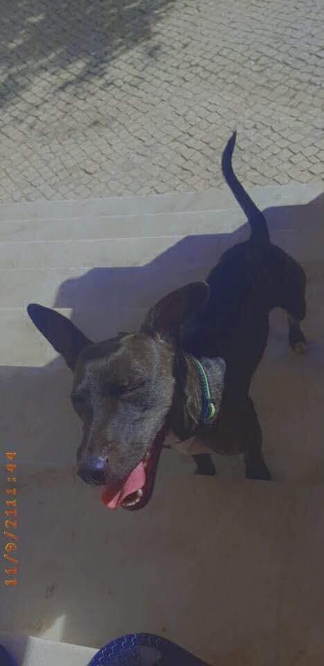 Cadela para adoção