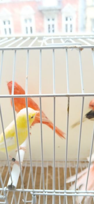 Sprzedam Kanarki