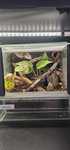 Terrarium 20x20x20. Skakun, hyllus diardi, phidippus regius, modliszka