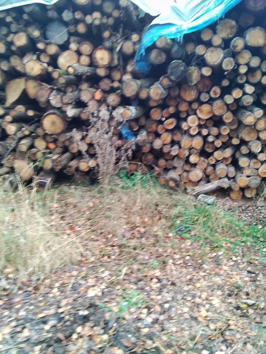 Dyle dąb jesion suche