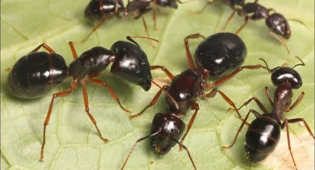 Camponotus largiceps