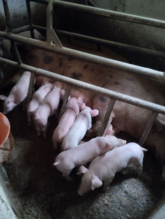 Продам поросят м'ясної породи.