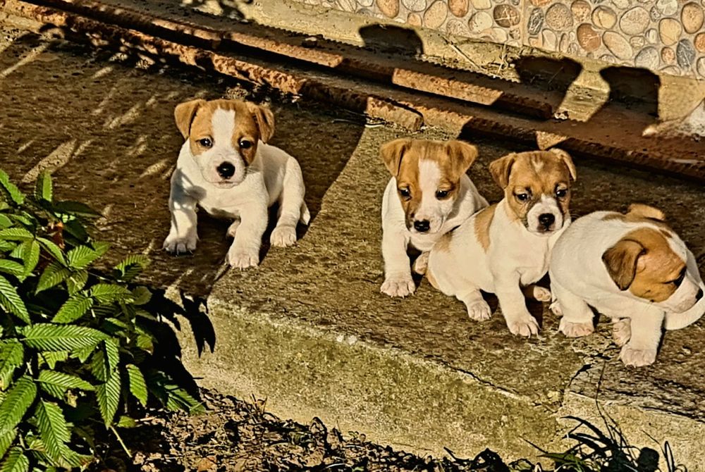 Щенки Джек Рассел Jack Russell Готові до переїзду