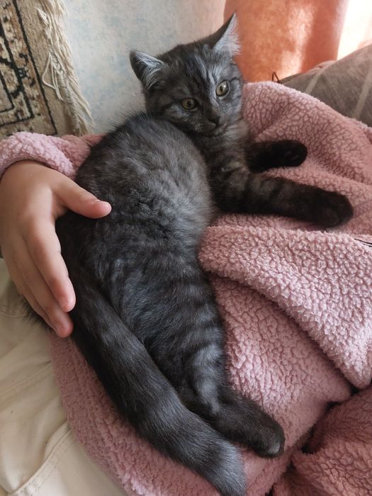 Котик 3міс шукає родину