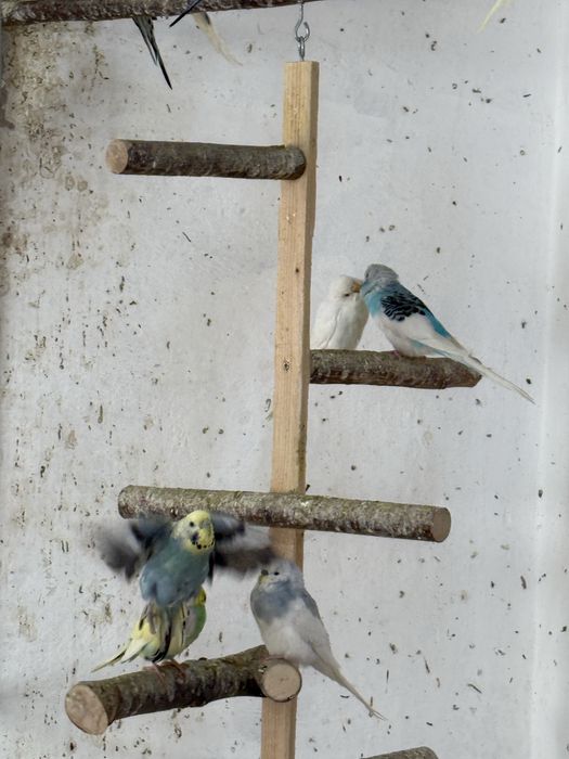 Papugi faliste na sprzedaz 30zl za sztuke