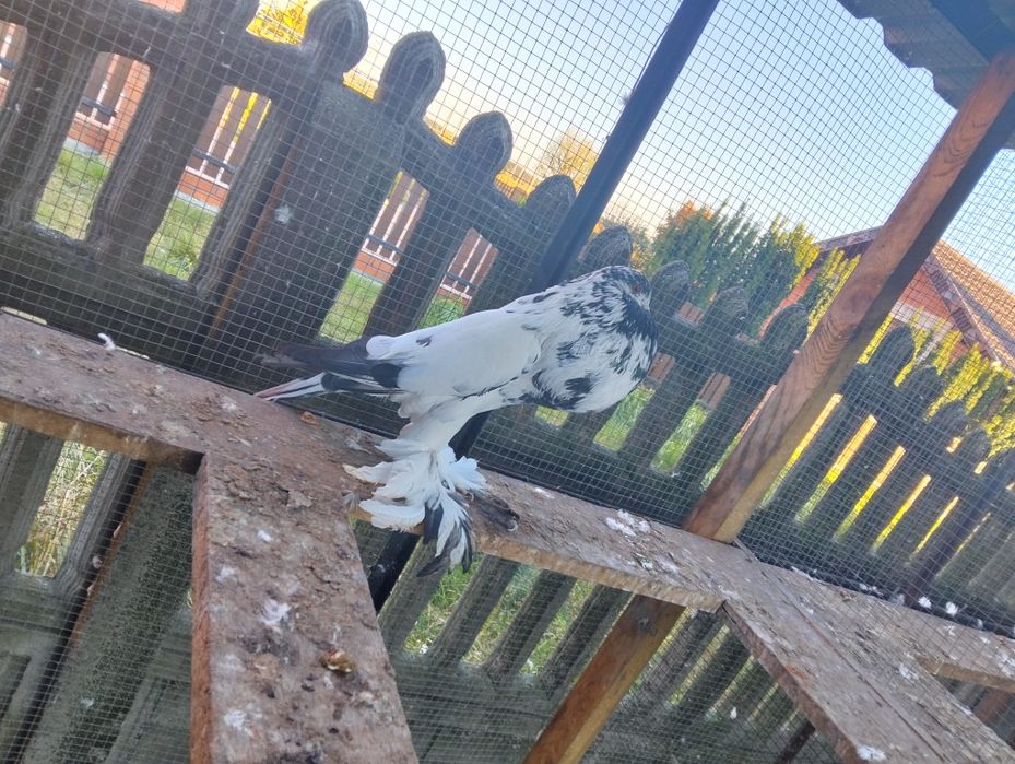 Garłacz pomorski z 25roku