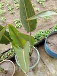 Estrelicias para jardim