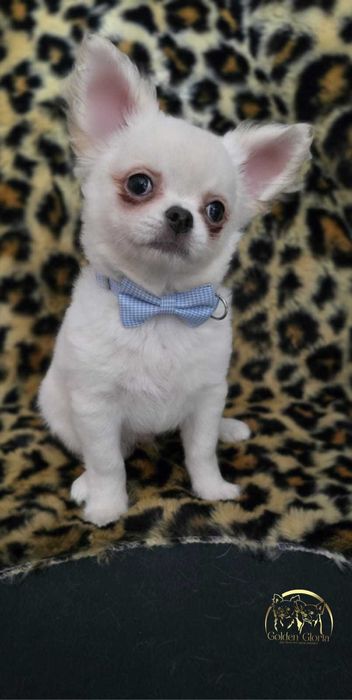 Zjawiskowy piesek długowłosy  chihuahua FCI