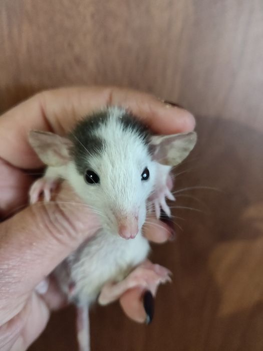 Крысята щурики Дамбо ,стандарт