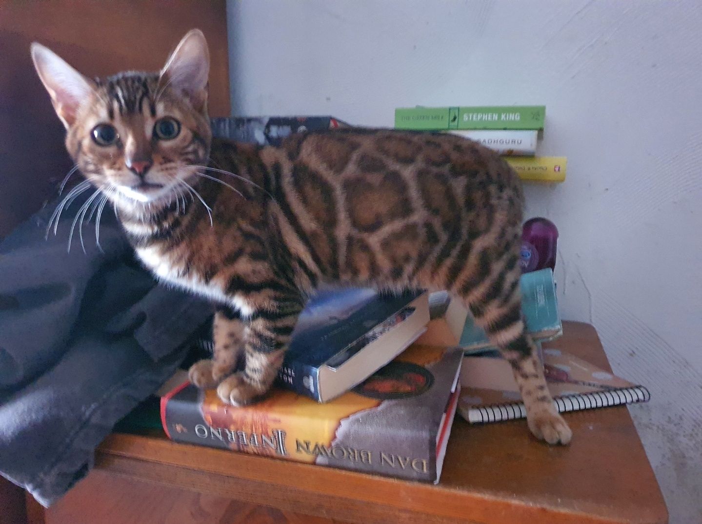 Kot Bengalski- Śliczna Kotka jest już w wieku gotowości na zmianę domu