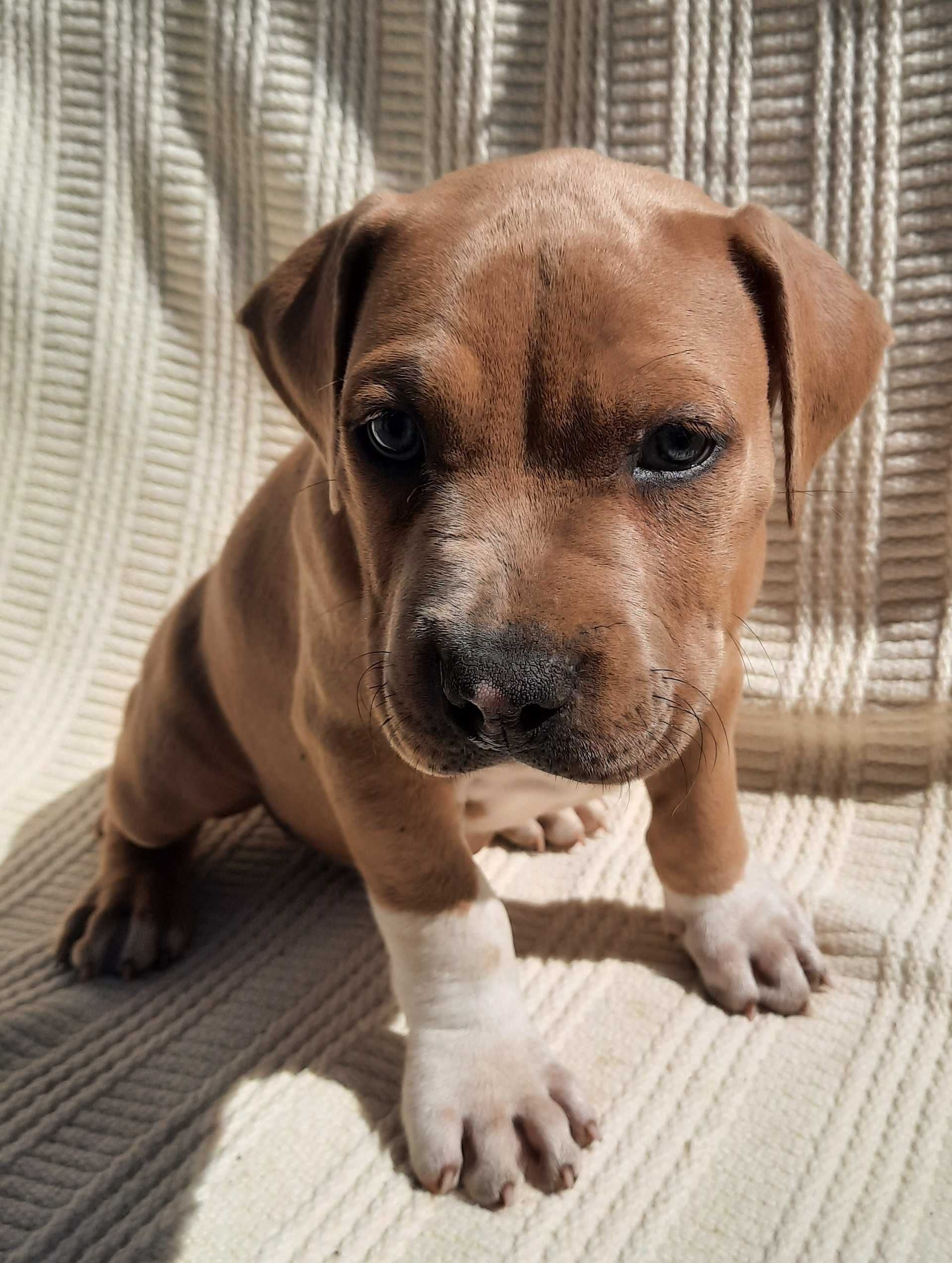 Piesek Amstaff American Staffordshire Terrier