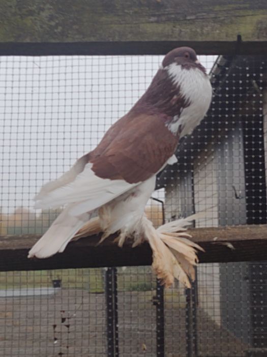 Garłacze Garłacz Pomorski samica 25r