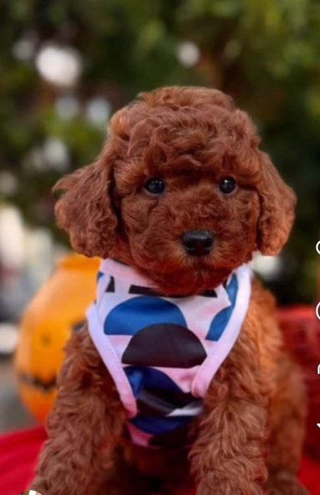 Неймовірний красунчик той пудель