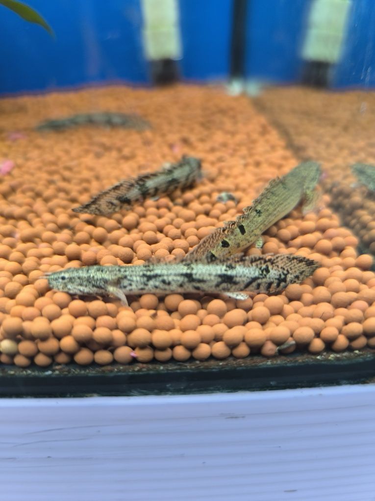 Polypterus Endlicheri