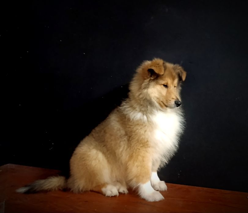 Owczarek szkocki długowłosy FCI