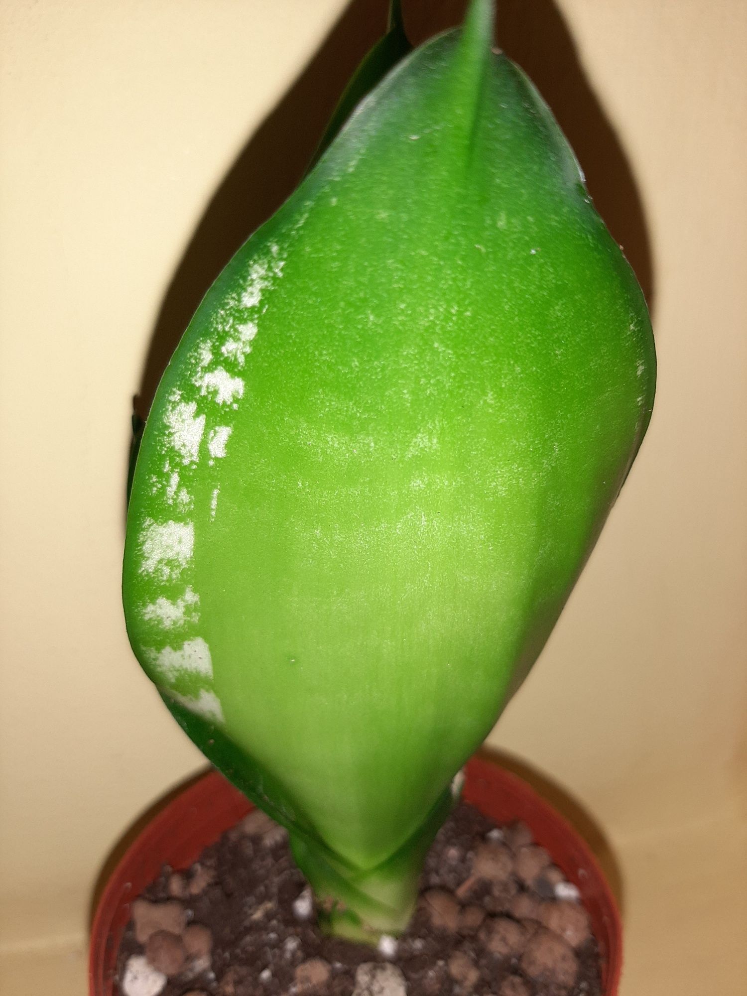 Sansevieria hahnii jade marginata mutation