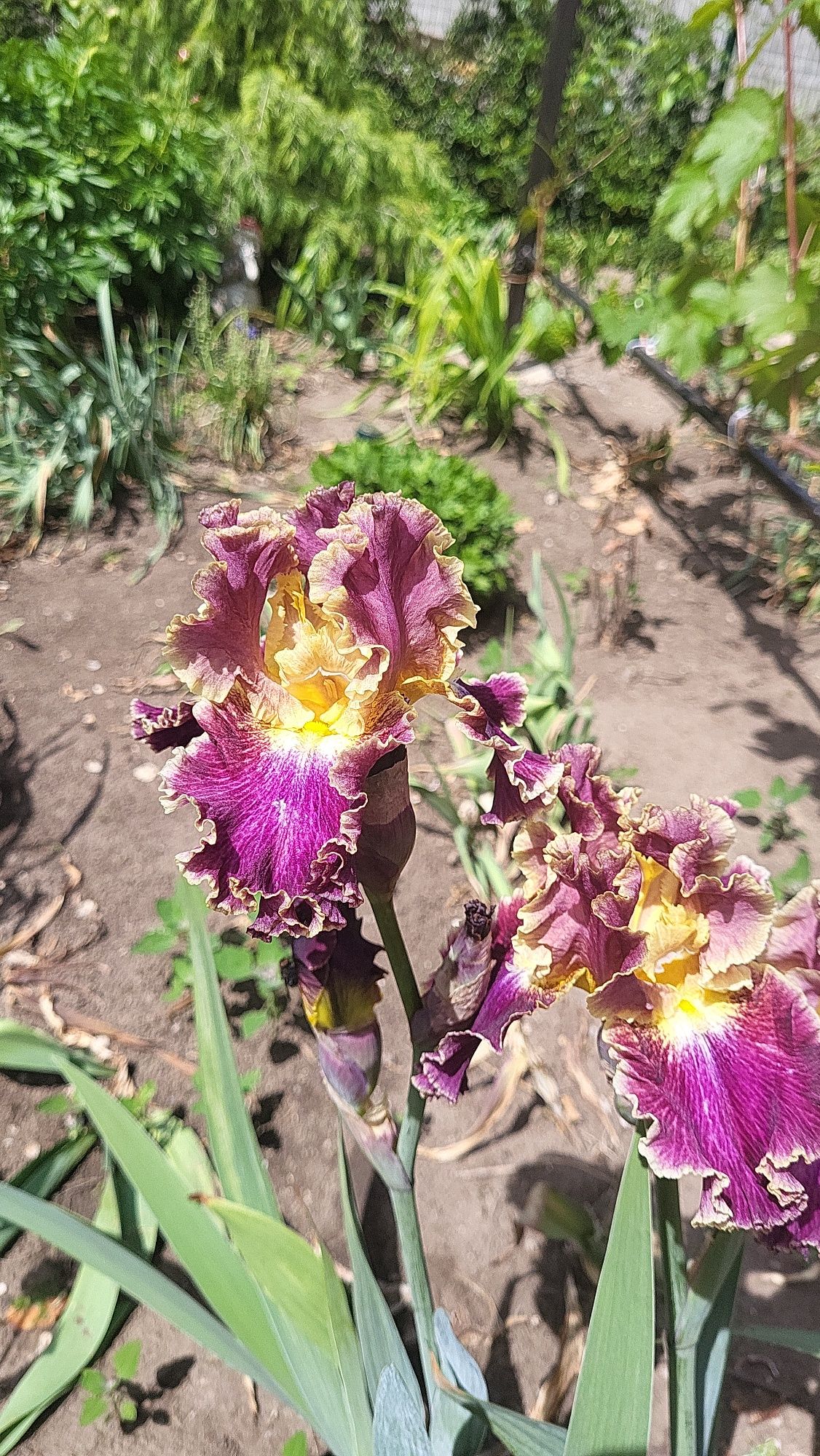Продам Сортові іріси