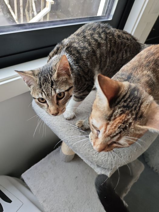 Gatinhos adoráveis para adoção — Macho e Fêmea, 3 meses, inseparáveis