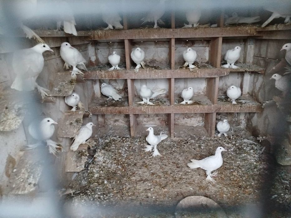 Sprzedam gołębie Bociany