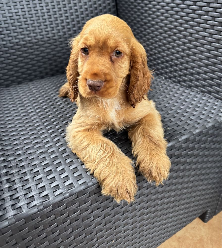 Cocker spaniel piesek