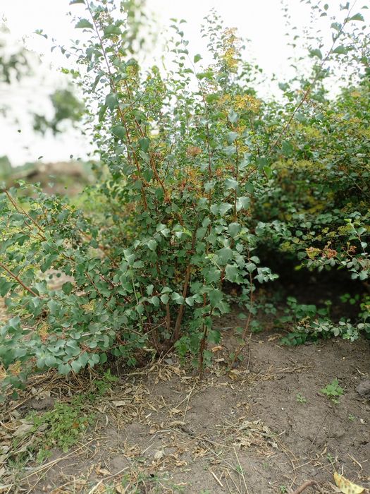 Спирея Вангута кустарник лиственный