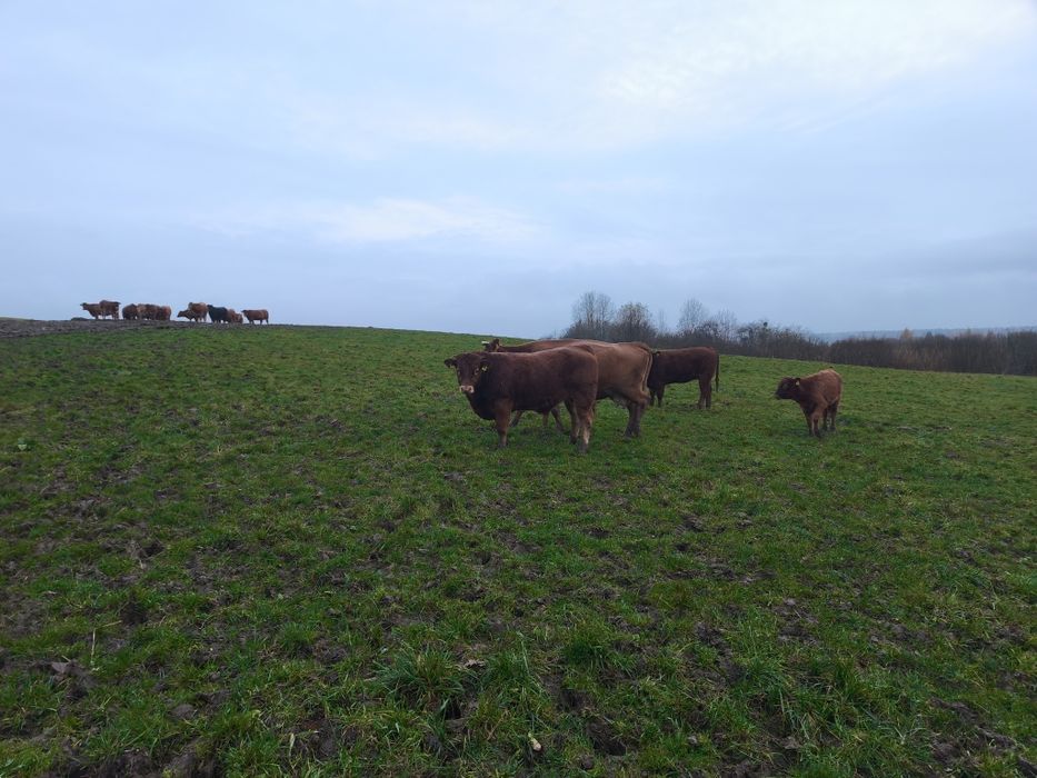 Byczki LM odsadki 10sztuk 8miesięcy