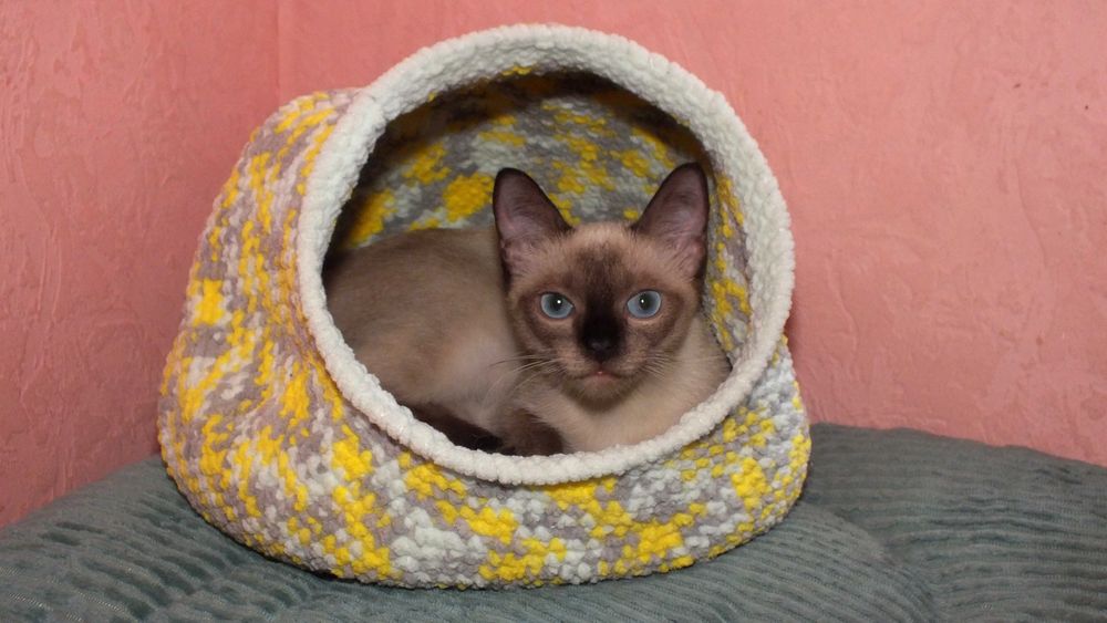 Кошка сиамская восемь месяцев