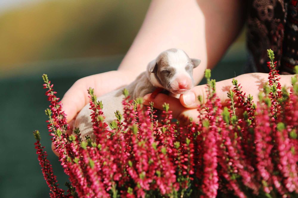 Whippet Chart angielski ZKwP/FCI cudowna sunia ROSZPUNKA