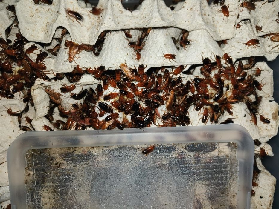 Karaczany Tureckie/ Karmówka/ Turki