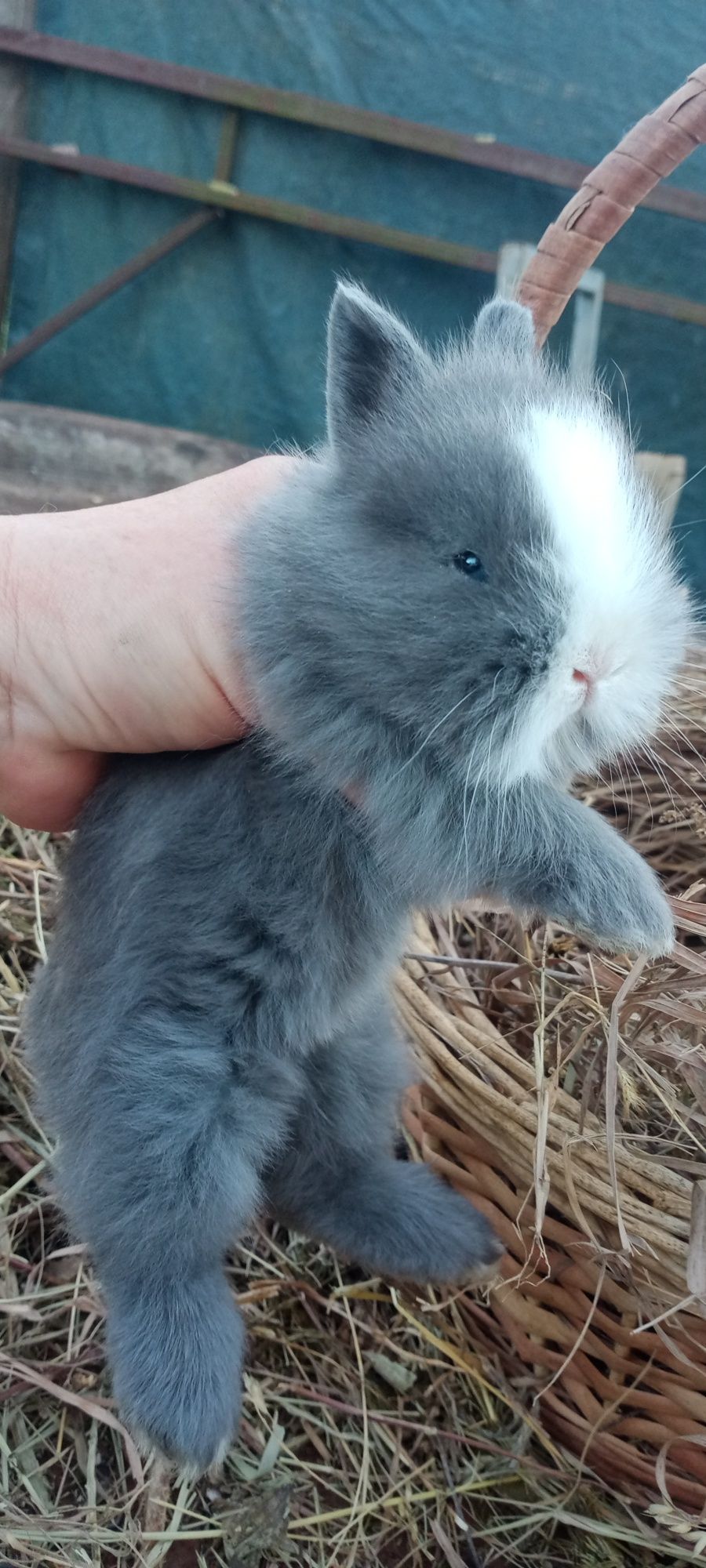 Мінні Лоп, карликовий декоративний кролик