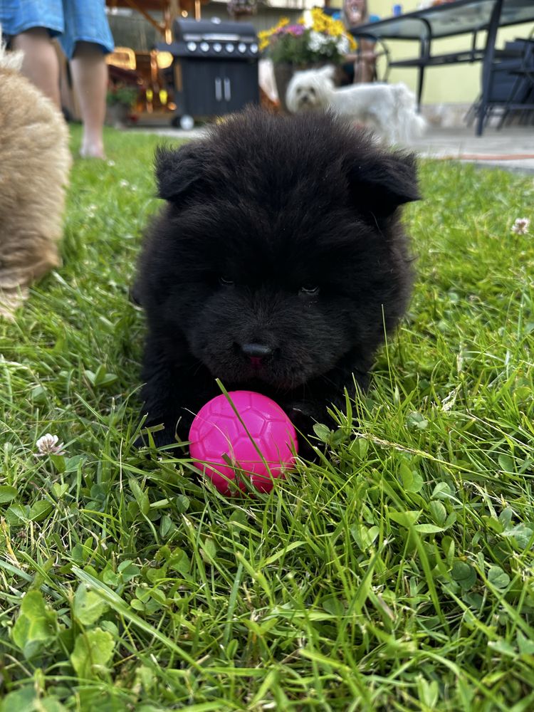 Chow Chow uroczy czarny piesek Gotowy do odbioru !