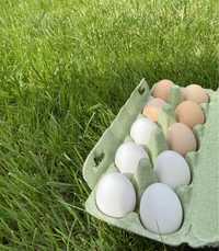 Jaja wiejskie z ekologicznej zagrody