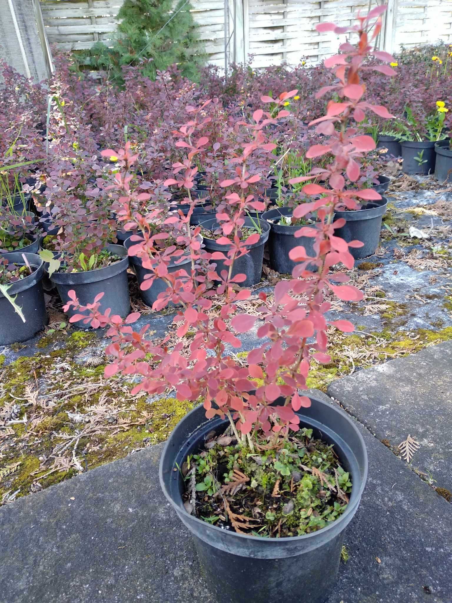 Berberys Berberis thunbergii Atropurpurea Aurea Concorde Red Carpet