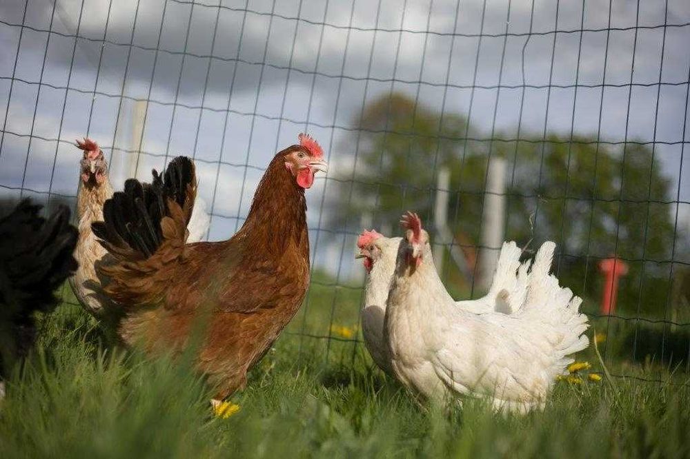 Młode kury nioski Rosa kurka ogólnoużytkowa