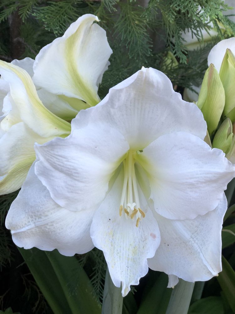 Planta Amarilis branca vaso grande e a dar flor